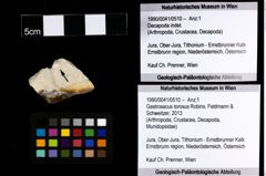 Foto (Objekt + Etiketten) von Gastrosacus torosus (Robins, Feldmann & Schweitzer, 2013) 